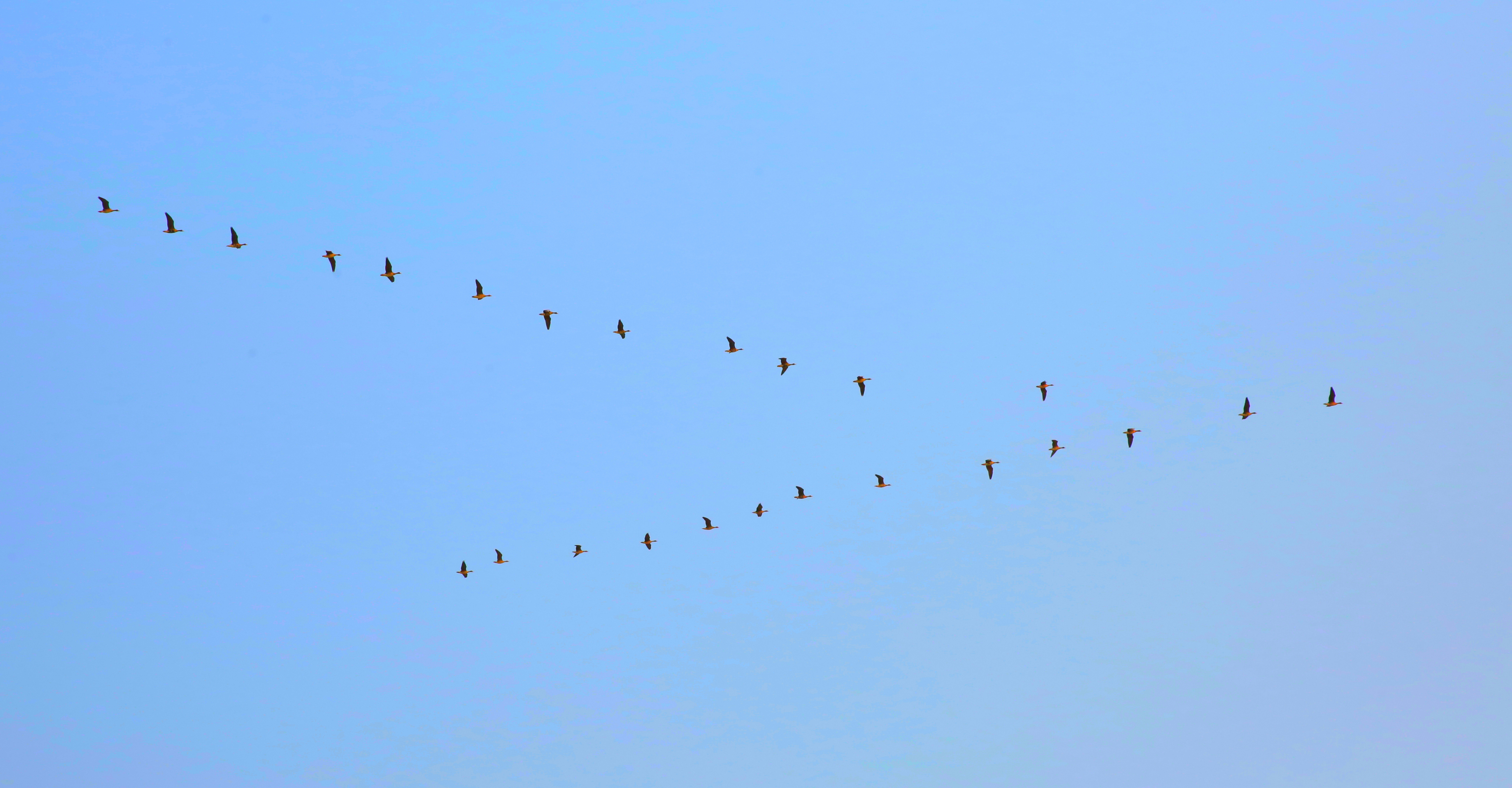碧水蓝天 北雁南归