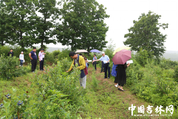 蓝莓采摘节3_副本.jpg